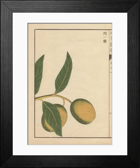 Framed Print : Green seeds and leaves of wild nutmeg and mace Framed Print : Green seeds and leaves of wild nutmeg and mace