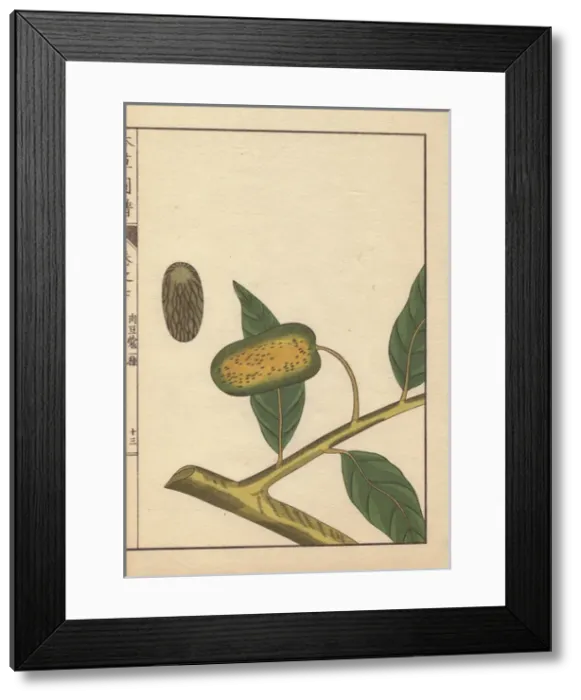 Framed Print : Green seeds and leaves of wild nutmeg and mace Framed Print : Green seeds and leaves of wild nutmeg and mace