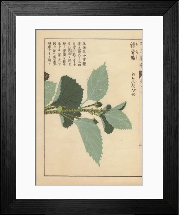 Framed Print : Leaves of Babchi or scurf pea, Psoralea corylifolia Framed Print : Leaves of Babchi or scurf pea, Psoralea corylifolia