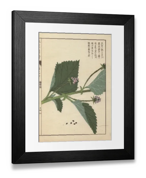 Framed Print : Flowers of Babchi, or scurf pea, Psoralea corylifolia Framed Print : Flowers of Babchi, or scurf pea, Psoralea corylifolia