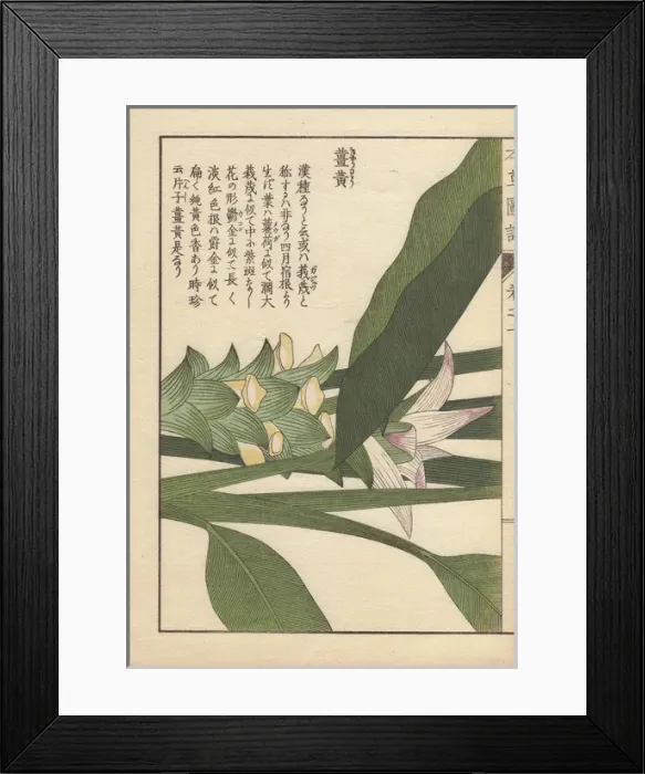 Framed Print : Yellow flowers and leaves of turmeric, Curcuma Framed Print : Yellow flowers and leaves of turmeric, Curcuma
