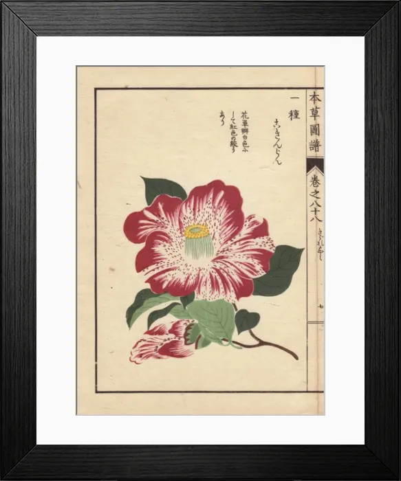 Framed Print : Purple and white striped and spotted camellia Framed Print : Purple and white striped and spotted camellia