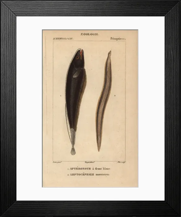 Framed Print : Black ghost, Apteronotus albifrons, and conger Framed Print : Black ghost, Apteronotus albifrons, and conger