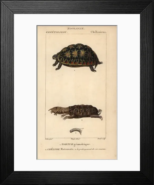 Framed Print : Endangered geometric tortoise, Psammobates Framed Print : Endangered geometric tortoise, Psammobates
