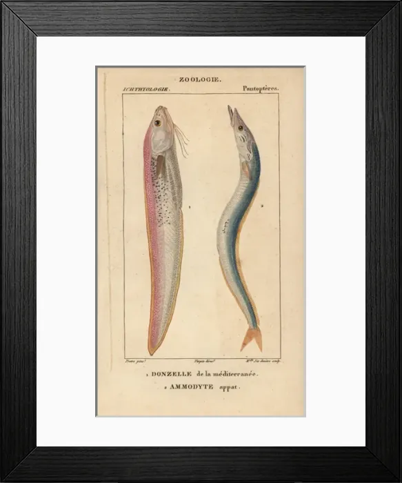Framed Print : Hammerhead, Sphyrna zygaena, and smooth hound Framed Print : Hammerhead, Sphyrna zygaena, and smooth hound