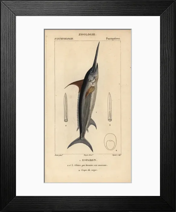 Framed Print : Swordfish, Xiphias gladius Framed Print : Swordfish, Xiphias gladius