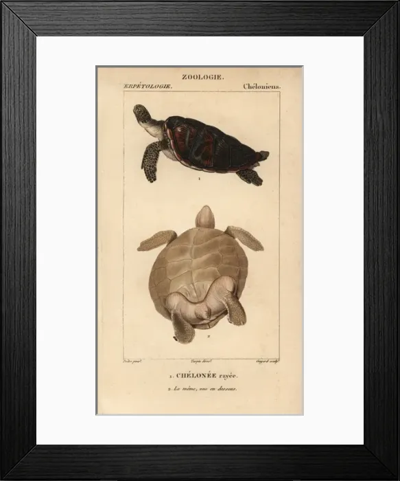 Framed Print : Green sea turtle, Chelonia mydas Endangered species Framed Print : Green sea turtle, Chelonia mydas Endangered species