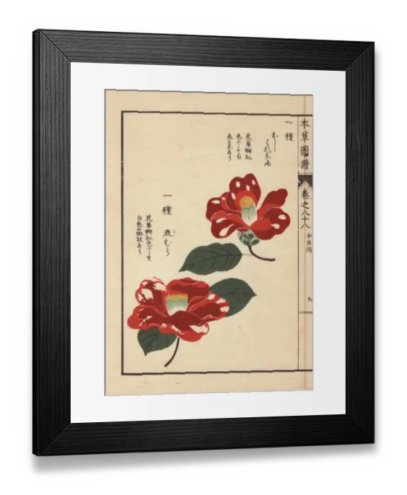 Framed Print : Crimson camellias, Hoshikure naru and Shishimura Framed Print : Crimson camellias, Hoshikure naru and Shishimura
