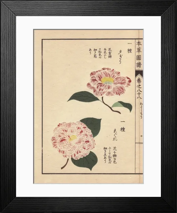 Framed Print : Pink and white camellias, Yufugiri and Shigure Framed Print : Pink and white camellias, Yufugiri and Shigure