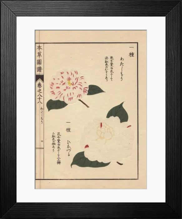 Framed Print : White and pink camellias, Watashi mori Framed Print : White and pink camellias, Watashi mori