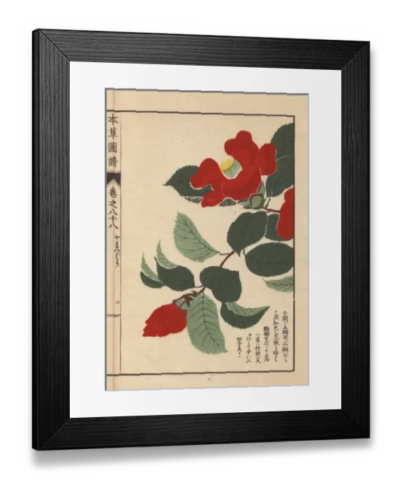 Framed Print : Scarlet Japanese mountain camellias, Yama tsubaki Framed Print : Scarlet Japanese mountain camellias, Yama tsubaki