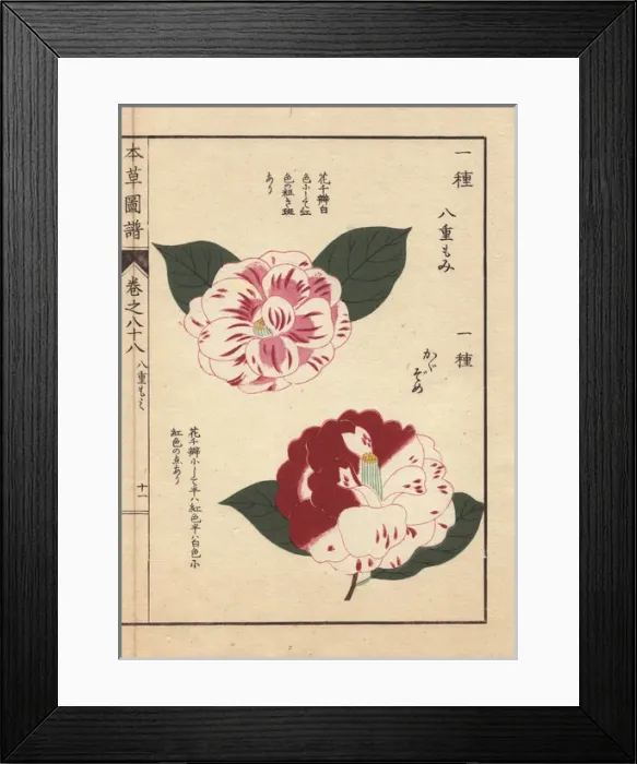 Framed Print : Scarlet and white camellias, Yahemomiji Framed Print : Scarlet and white camellias, Yahemomiji
