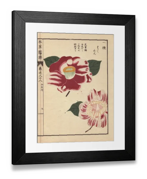 Framed Print : Scarlet and white camellias, Imadegawa Framed Print : Scarlet and white camellias, Imadegawa