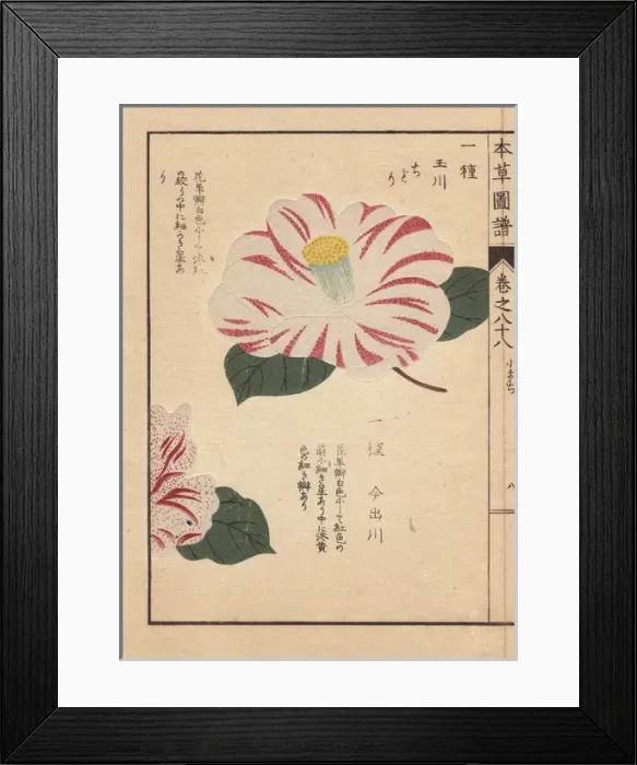 Framed Print : Pink and white striped camellias, Tamagawa Framed Print : Pink and white striped camellias, Tamagawa