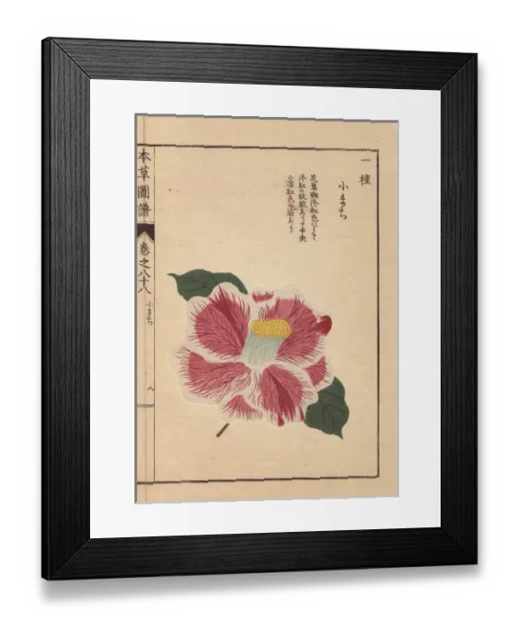 Framed Print : White and scarlet camellia, Kokinran, Thea Framed Print : White and scarlet camellia, Kokinran, Thea