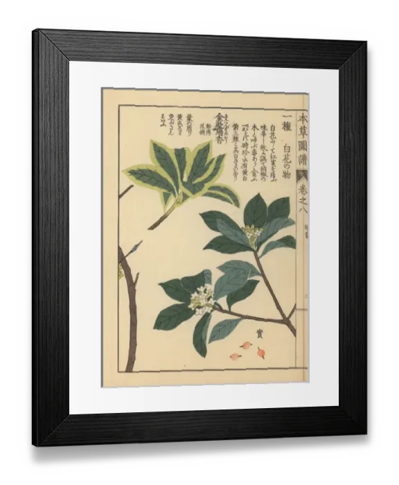 Framed Print : Indian paper plant or lokta and winter daphne Framed Print : Indian paper plant or lokta and winter daphne
