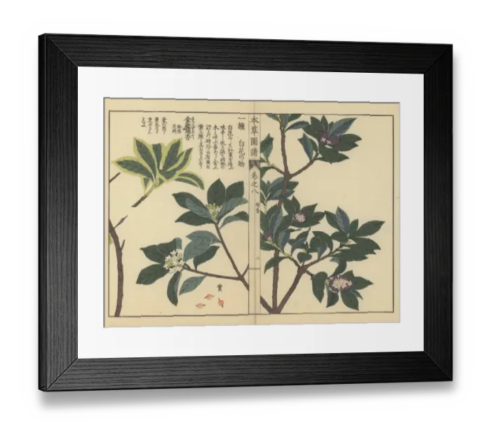 Framed Print : Winter daphne varieties and Indian paper plant Framed Print : Winter daphne varieties and Indian paper plant