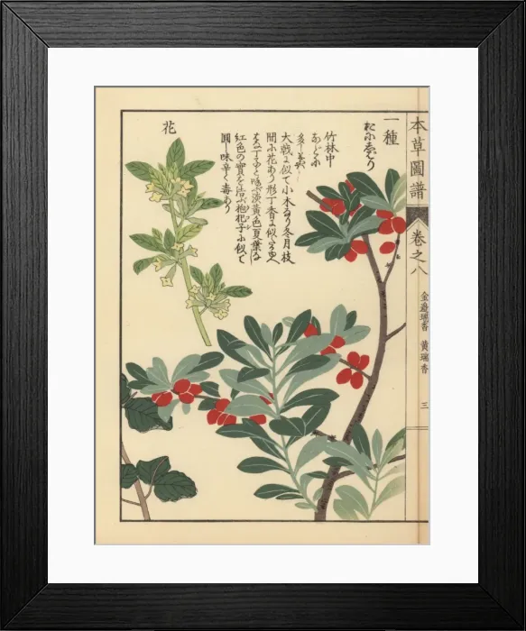 Framed Print : Spring daphne, Daphne pseudo-mezereum Framed Print : Spring daphne, Daphne pseudo-mezereum