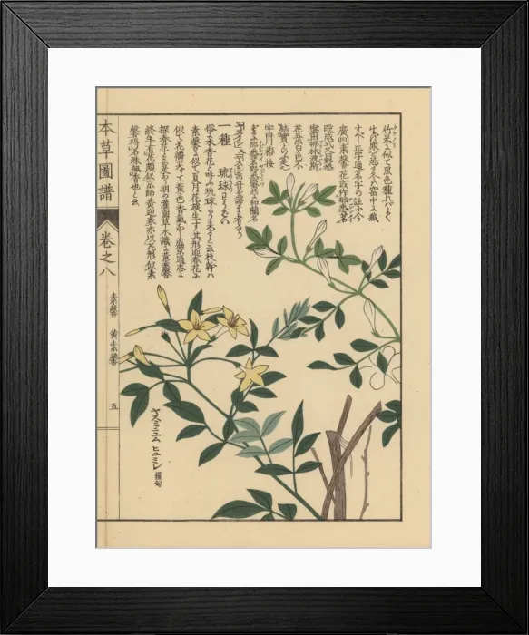 Framed Print : Showy jasmine, Jasminum floridum Framed Print : Showy jasmine, Jasminum floridum