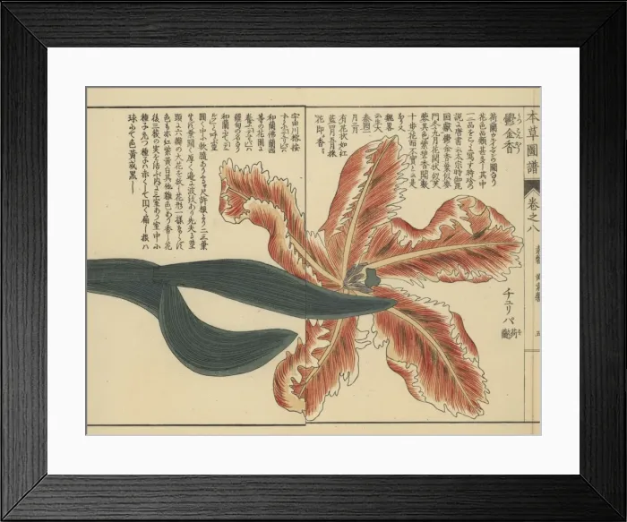 Framed Print : Tulip, Tulipa gesneria L forma Framed Print : Tulip, Tulipa gesneria L forma