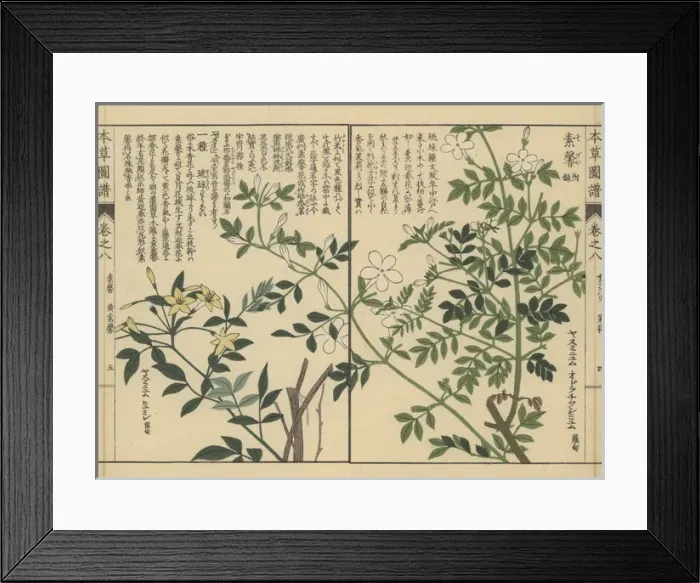 Framed Print : Spanish jasmine and showy jasmine Framed Print : Spanish jasmine and showy jasmine
