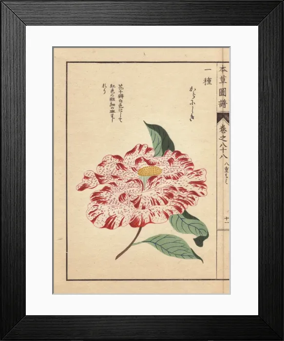 Framed Print : Crimson-flecked white camellia, Kara nishiki Framed Print : Crimson-flecked white camellia, Kara nishiki