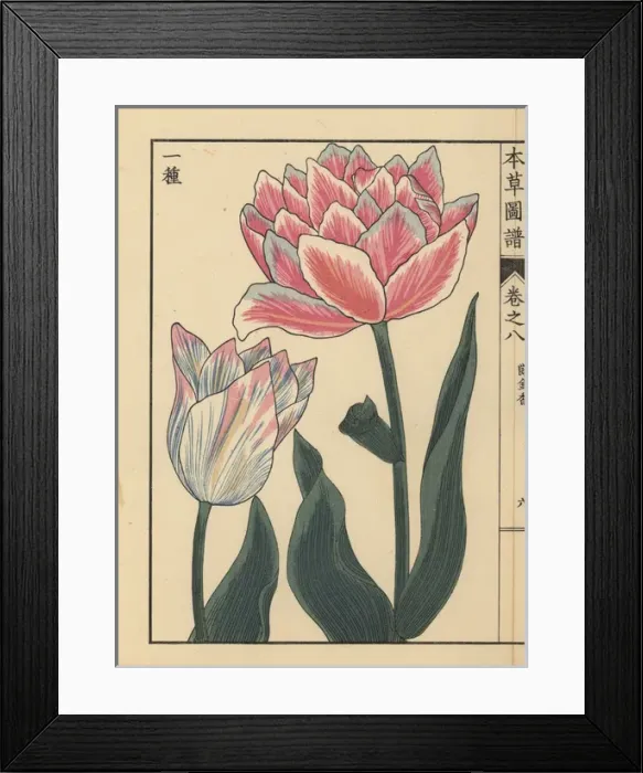 Framed Print : Tulip, Tulipa gesneria L flore pleno Framed Print : Tulip, Tulipa gesneria L flore pleno