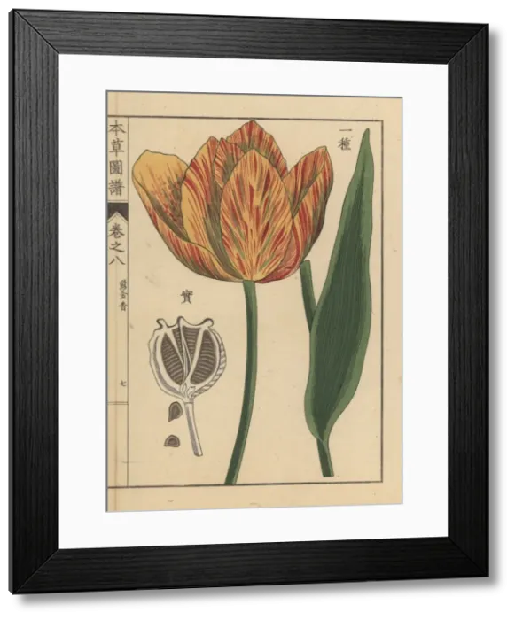 Framed Print : Tulip, Tulipa gesneria L Framed Print : Tulip, Tulipa gesneria L