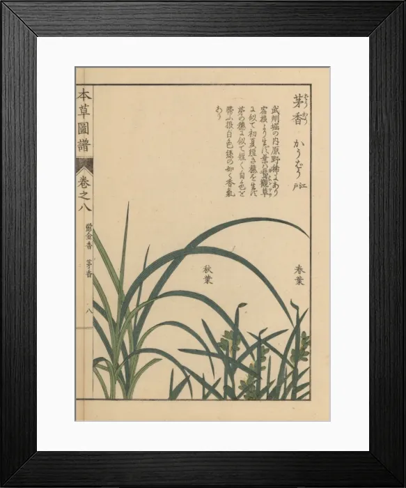 Framed Print : Northern holy grass or sweet grass, Anthoxanthum nitens Framed Print : Northern holy grass or sweet grass, Anthoxanthum nitens