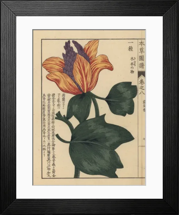 Framed Print : American tulip tree, Liriodendron tulipifera L