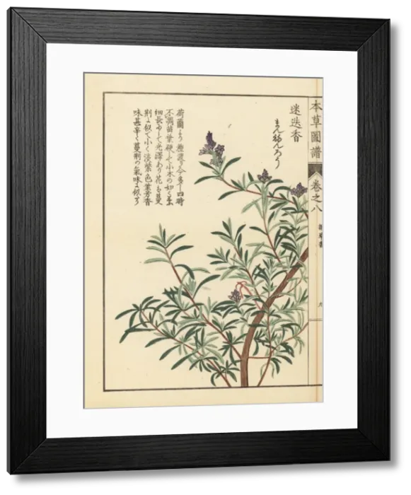 Framed Print : Rosemary, Rosmarinus officinalis Framed Print : Rosemary, Rosmarinus officinalis
