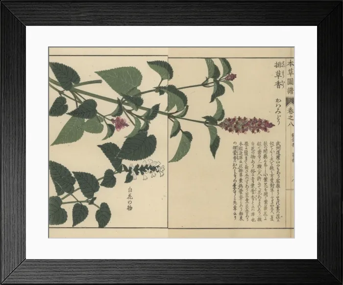 Framed Print : Korean mint and anise hyssop Framed Print : Korean mint and anise hyssop