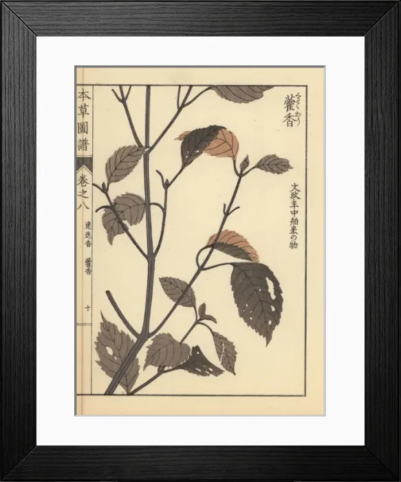 Framed Print : Lophanthus sp Framed Print : Lophanthus sp