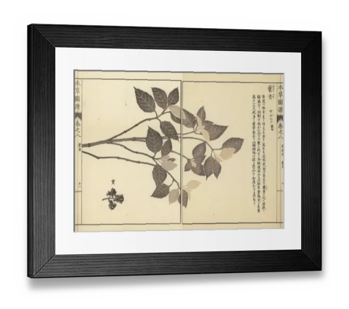 Framed Print : Lophanthus sp Framed Print : Lophanthus sp