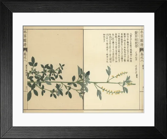 Framed Print : Sweet clover, Melilotus indicus Framed Print : Sweet clover, Melilotus indicus