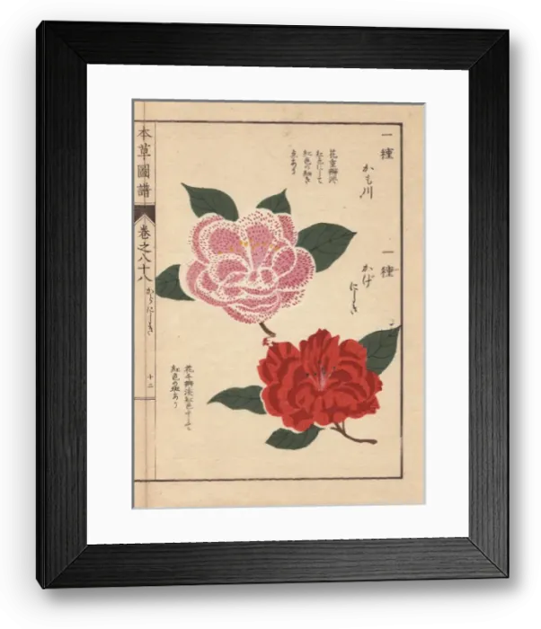 Framed Print : Pink and scarlet camellias, Kamogawa and Kagenishiki Framed Print : Pink and scarlet camellias, Kamogawa and Kagenishiki