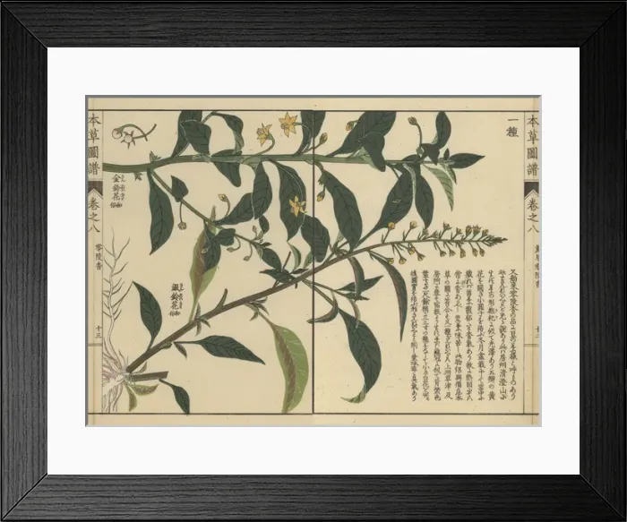 Framed Print : Shikoku loosestrife and another loosestrife species Framed Print : Shikoku loosestrife and another loosestrife species