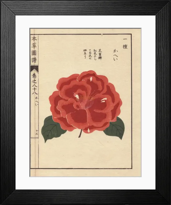 Framed Print : Scarlet camellia, Kahei, Thea japonica Nois Framed Print : Scarlet camellia, Kahei, Thea japonica Nois