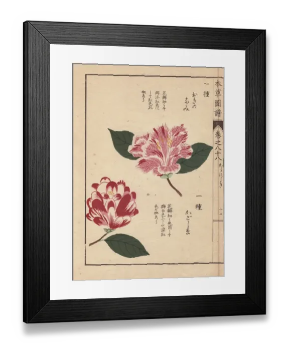 Framed Print : Pink and white camellias, Okinonami and Kagoshima Framed Print : Pink and white camellias, Okinonami and Kagoshima