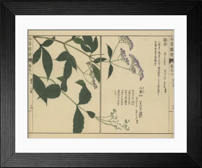Framed Print : Chinese, Japanese and Sakhalin snakeroot Framed Print : Chinese, Japanese and Sakhalin snakeroot