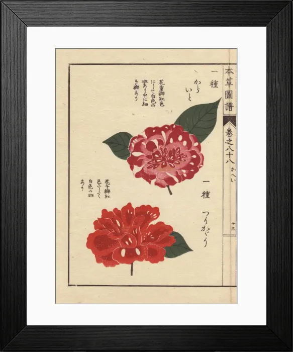 Framed Print : Purple and scarlet camellias, Karaigo and Tsurikagari Framed Print : Purple and scarlet camellias, Karaigo and Tsurikagari