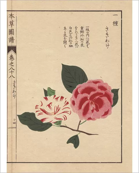 White and scarlet camellias, Sakiwake, Thea