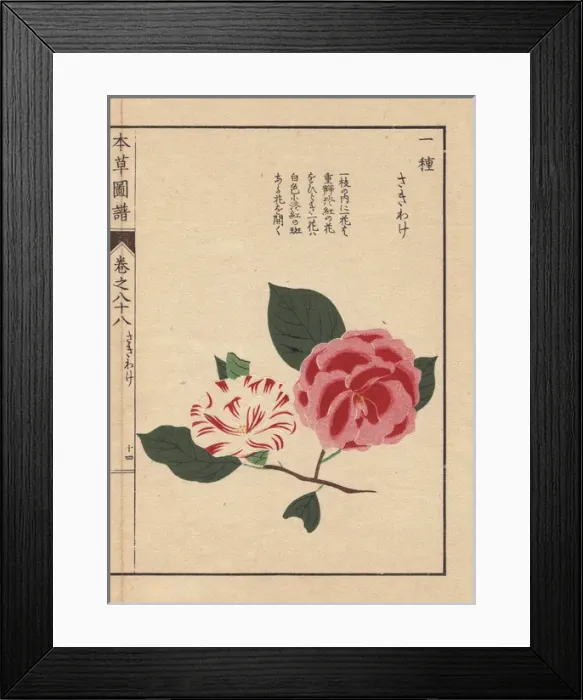 Framed Print : White and scarlet camellias, Sakiwake, Thea Framed Print : White and scarlet camellias, Sakiwake, Thea