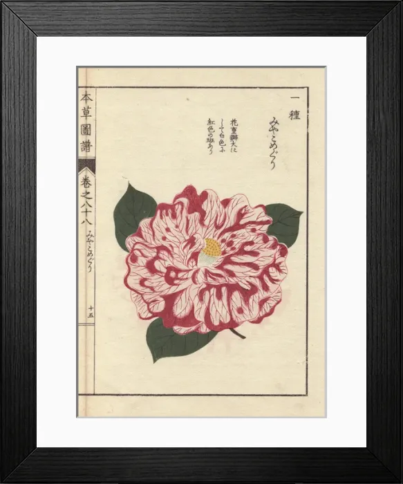 Framed Print : Pink and white camellia, Miyakomeguri, Thea Framed Print : Pink and white camellia, Miyakomeguri, Thea