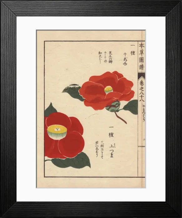 Framed Print : Scarlet and yellow Japanese camellias, Senjyu Framed Print : Scarlet and yellow Japanese camellias, Senjyu
