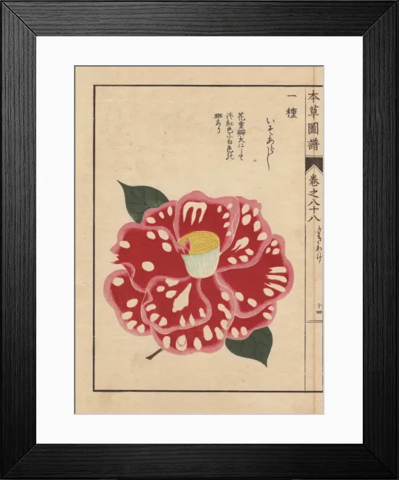 Framed Print : Polka-dot camellia, Iso arashi, Thea japonica Nois Forma Framed Print : Polka-dot camellia, Iso arashi, Thea japonica Nois Forma