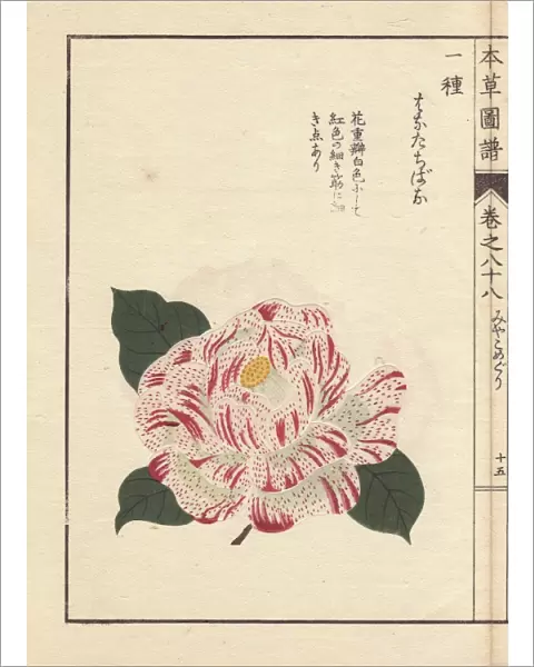 White camellia with crimson dots, Karanishiki