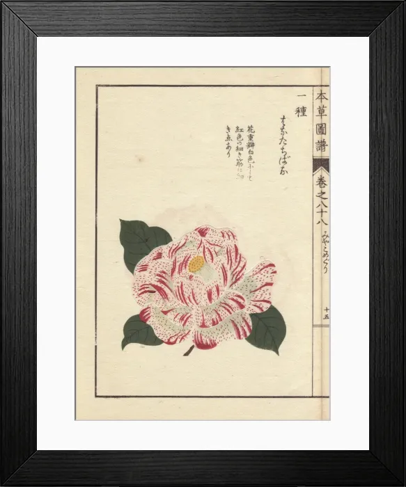 Framed Print : White camellia with crimson dots, Karanishiki Framed Print : White camellia with crimson dots, Karanishiki