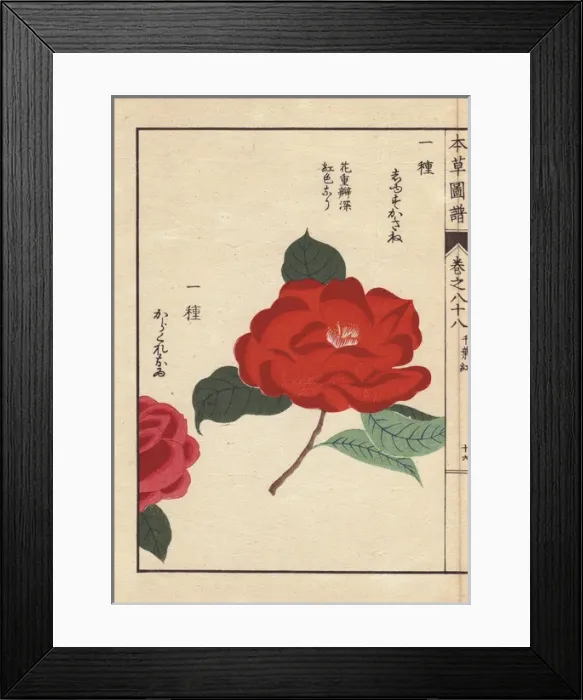 Framed Print : Crimson camellias, Shusukasane and Karakureoru Framed Print : Crimson camellias, Shusukasane and Karakureoru