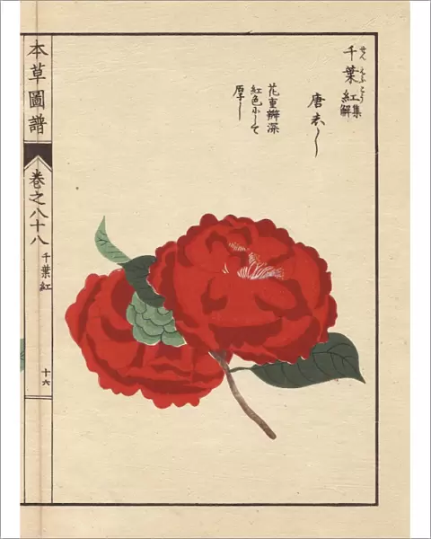 Scarlet camellia, Toushishi, Thea japonica